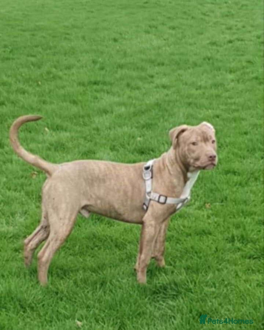 Staffordshire Bull Terrier dogs for sale: Staffordshire bull terrier for rehoming  - Image 2