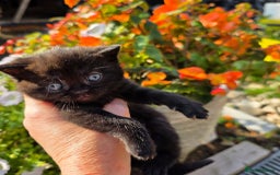 British Shorthair cats for sale: NICE BLACK KITTENS LOOKING FOR NEW HOME  - Image 2