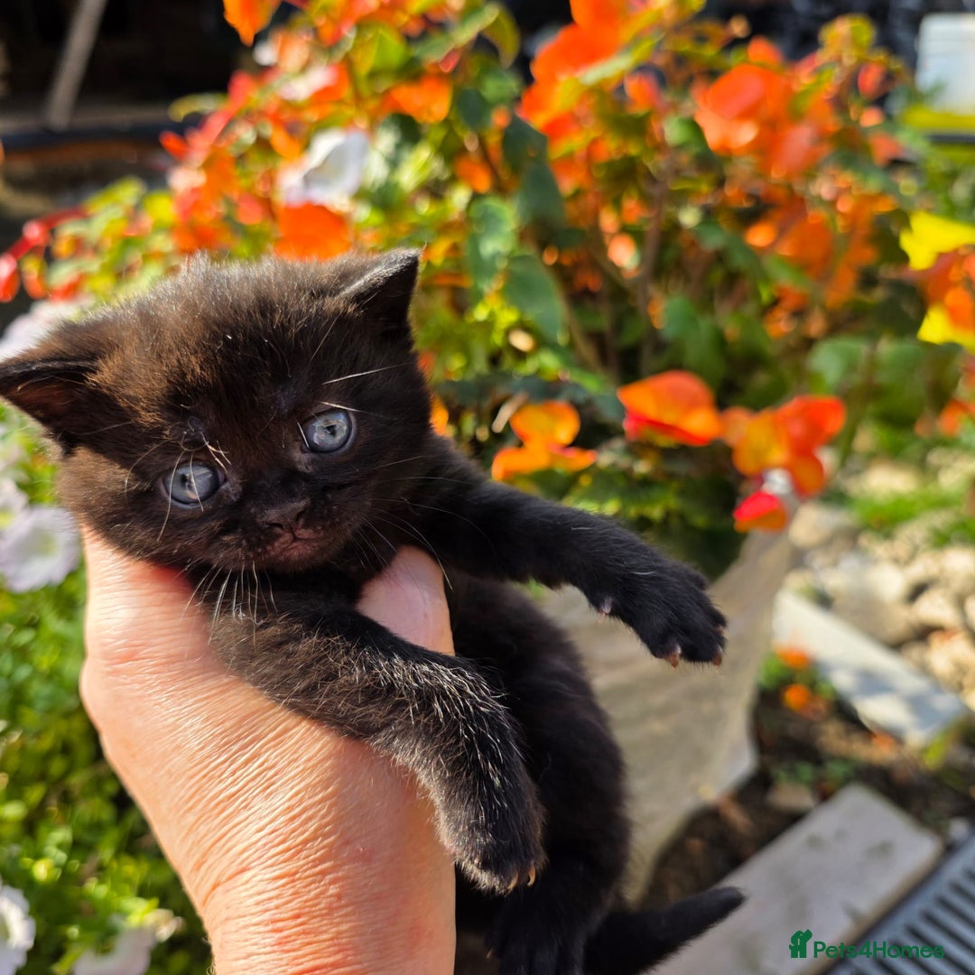 British Shorthair cats for sale: NICE BLACK KITTENS LOOKING FOR NEW HOME  - Image 2