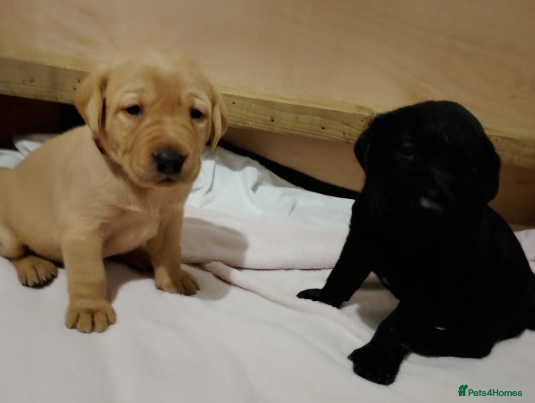 Labrador Retriever dogs for sale: Labrador Puppies for sale  - Advert 5