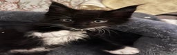 Maine Coon cats for sale:  Pedigree Maine Coon kittens - Advert 7