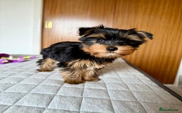 Yorkshire Terrier dogs for sale: Yorkshire terrier pups - Image 4