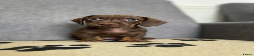 Dachshund Puppy 1