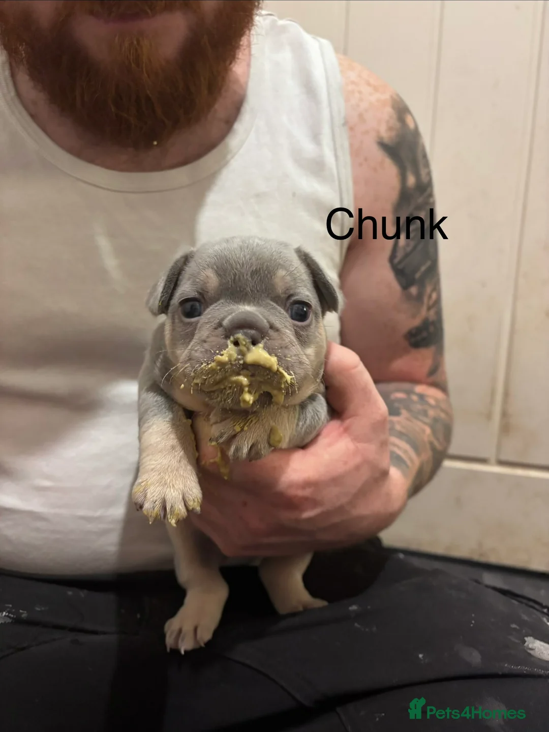 French Bulldog dogs for sale: French bulldog puppies - Advert 24