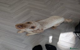 Mixed Breed dogs for sale: Lenny 15 month old toy poodle  - Image 5