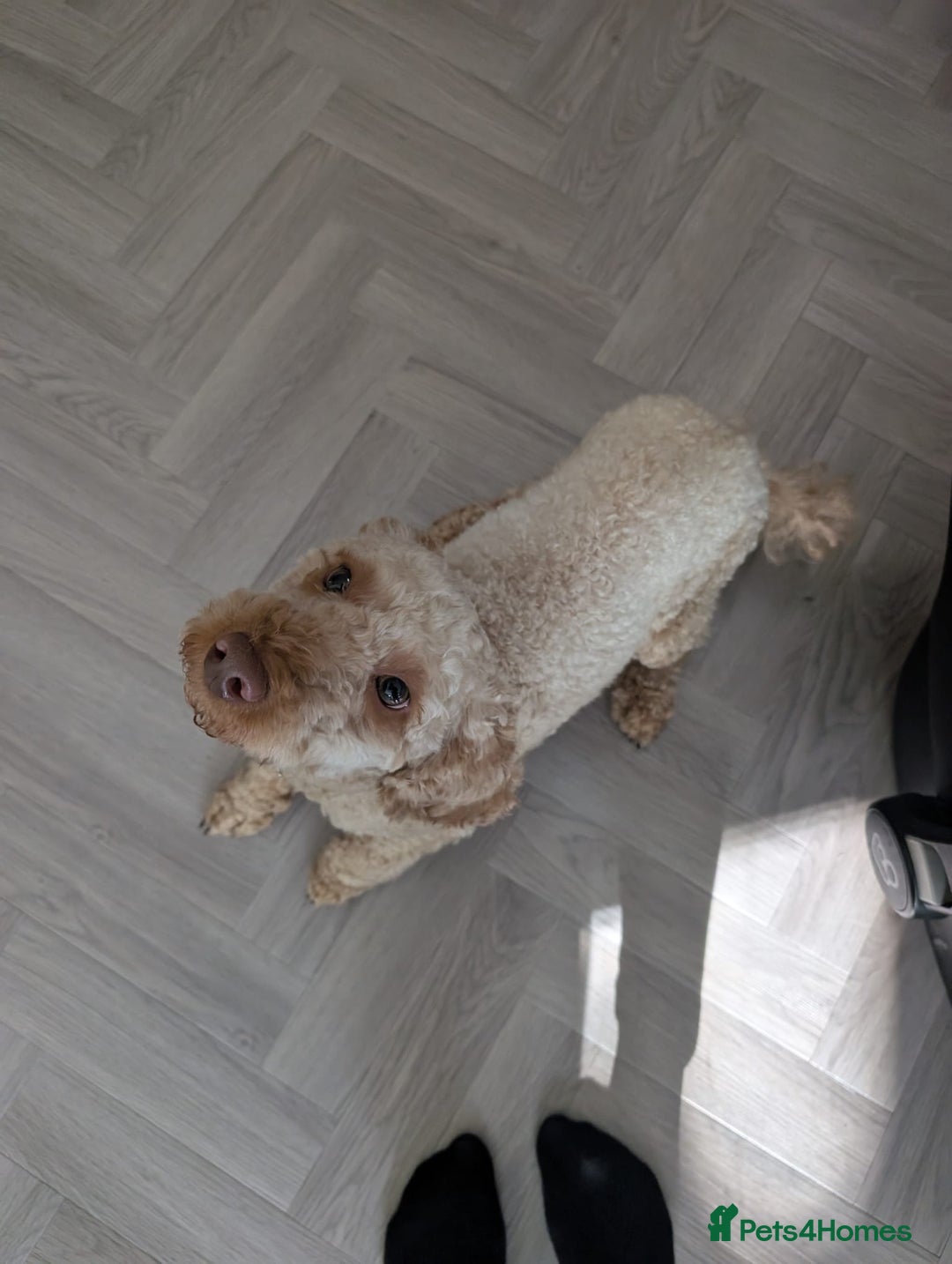 Mixed Breed dogs for sale: Lenny 15 month old toy poodle  - Image 5