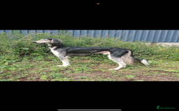 Saluki dogs for sale: Beautiful Saluki  - Image 21