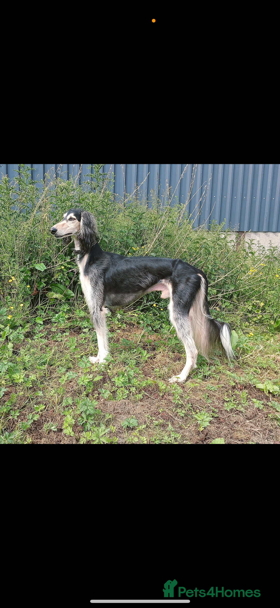 Saluki dogs for sale: Beautiful Saluki  - Image 21