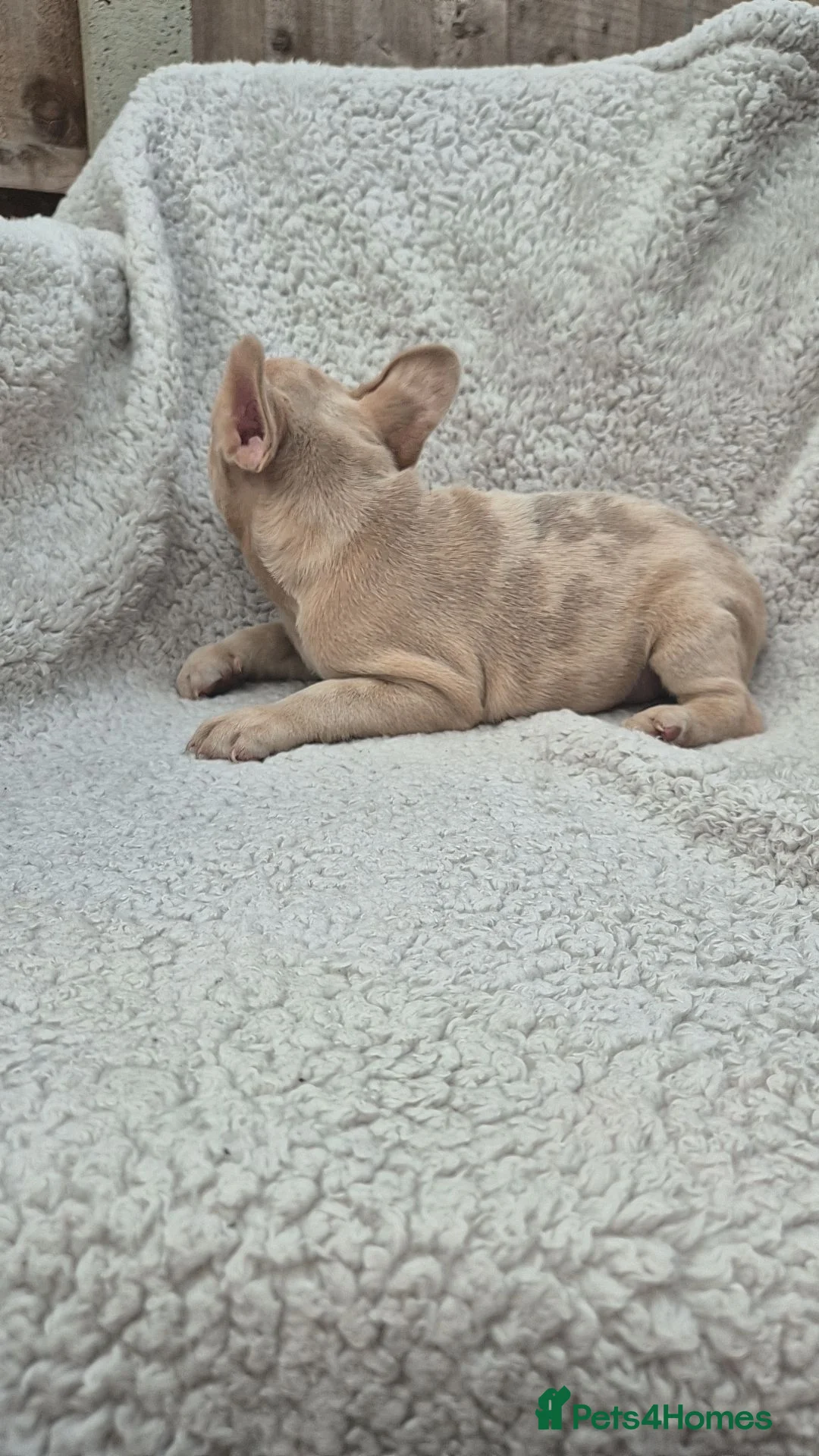 French Bulldog dogs for sale: Health Tested & Ready To Leave - Advert 8