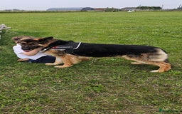 German Shepherd dogs for sale: Large KC registered black and gold male GSD - Image 2