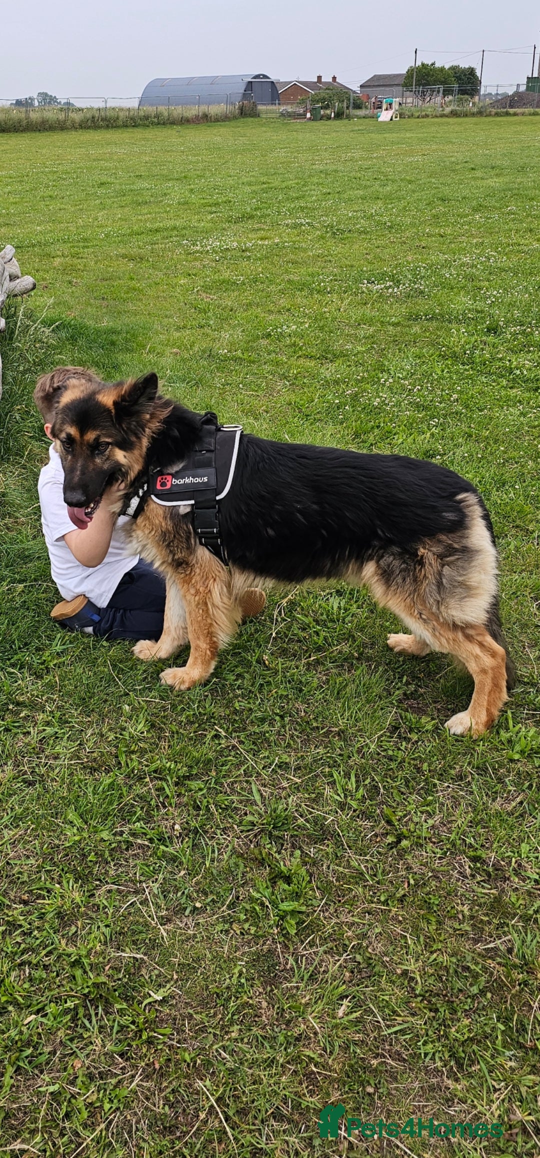 German Shepherd dogs for sale: Large KC registered black and gold male GSD - Image 2