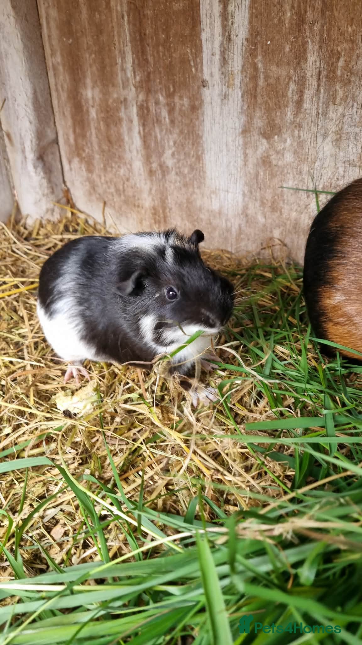 Guinea Pig rodents 2x female guineapigs- best friends ON SALE - Advert 17