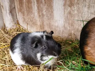 Guinea Pig rodents 2x female guineapigs- best friends ON SALE - Advert 17