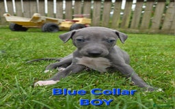 Italian Greyhound dogs for sale: **Wiggys (Whippet/Italian Greyhound)** - Image 12