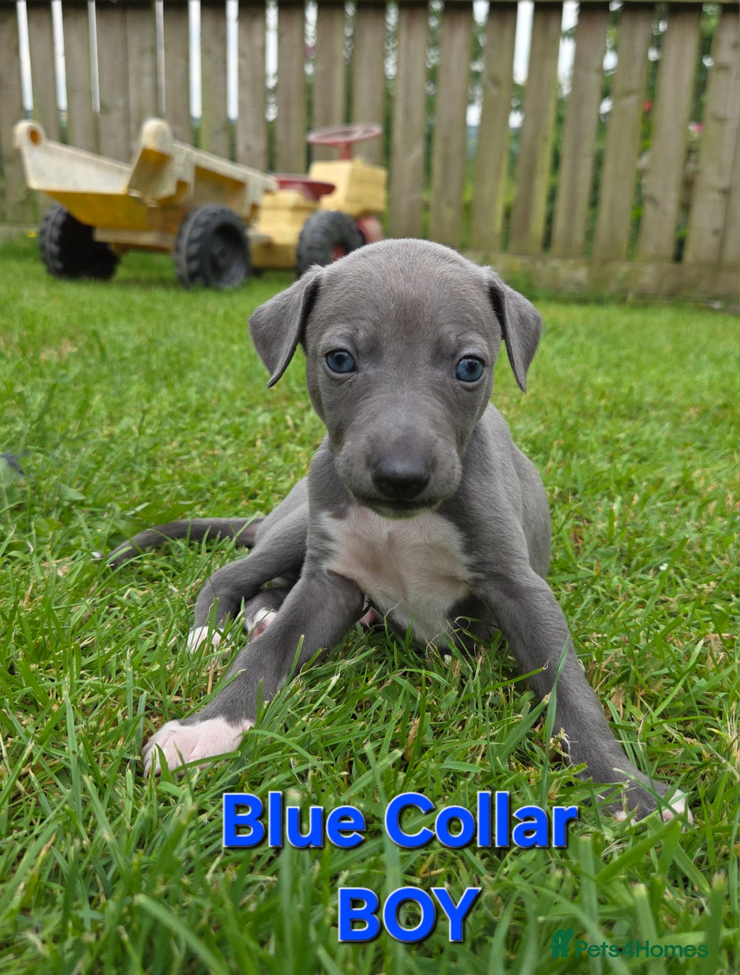 Italian Greyhound dogs for sale: **Wiggys (Whippet/Italian Greyhound)** - Image 12