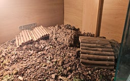 Tortoise reptiles for sale: 4YO (f) hermann & 3YO (f) spur tighed tortoise  - Image 7