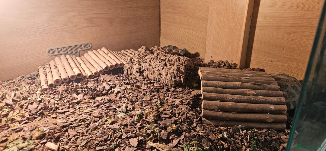 Tortoise reptiles for sale: 4YO (f) hermann & 3YO (f) spur tighed tortoise  - Image 7