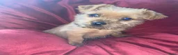 Mixed Breed dogs for sale: Jack Russell cross Yorkie cross Chihuahua  in Pontypool - Advert 6