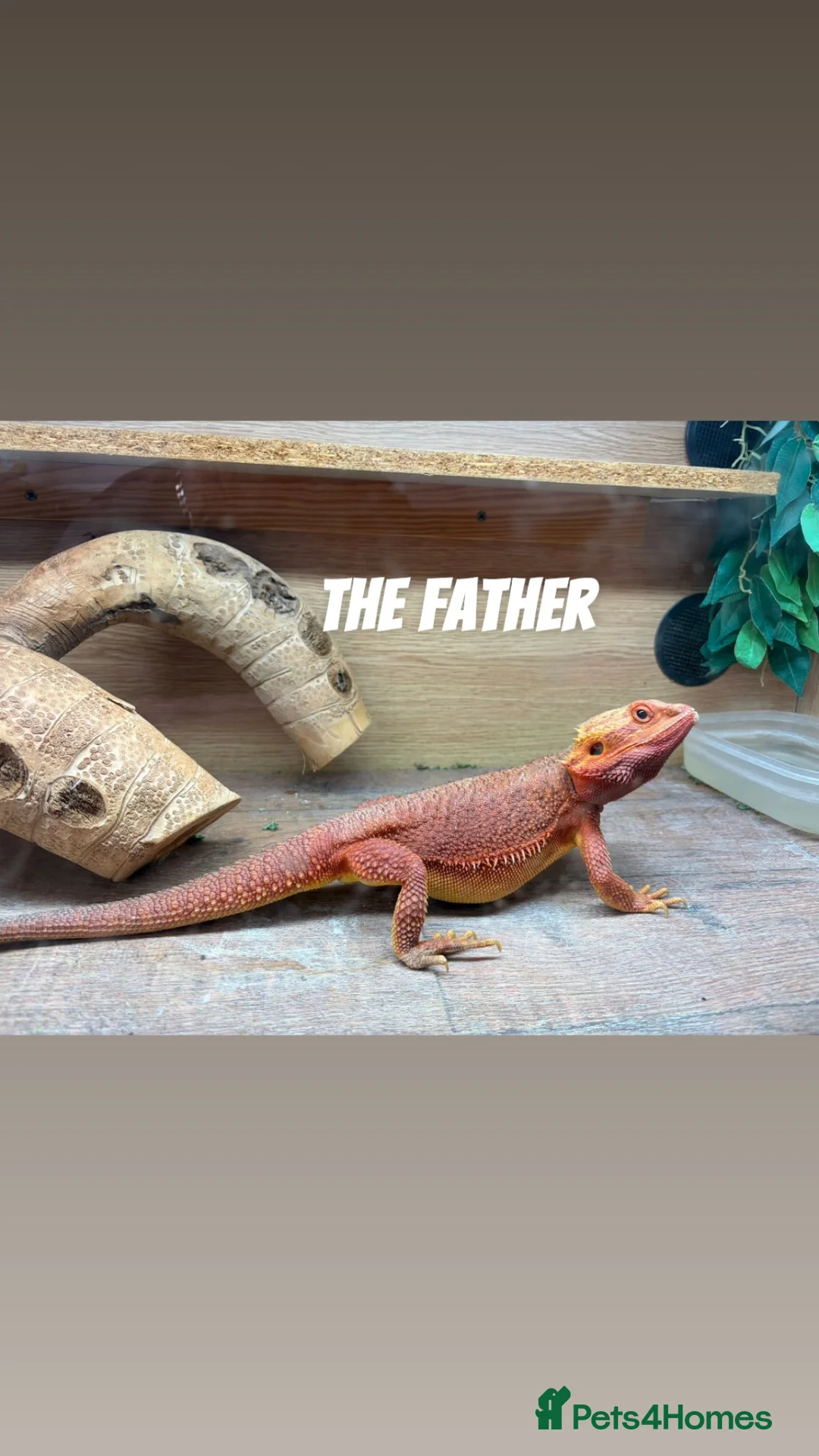 Bearded Dragon reptiles for sale: Hypo bearded dragon  in Croydon - Advert 5