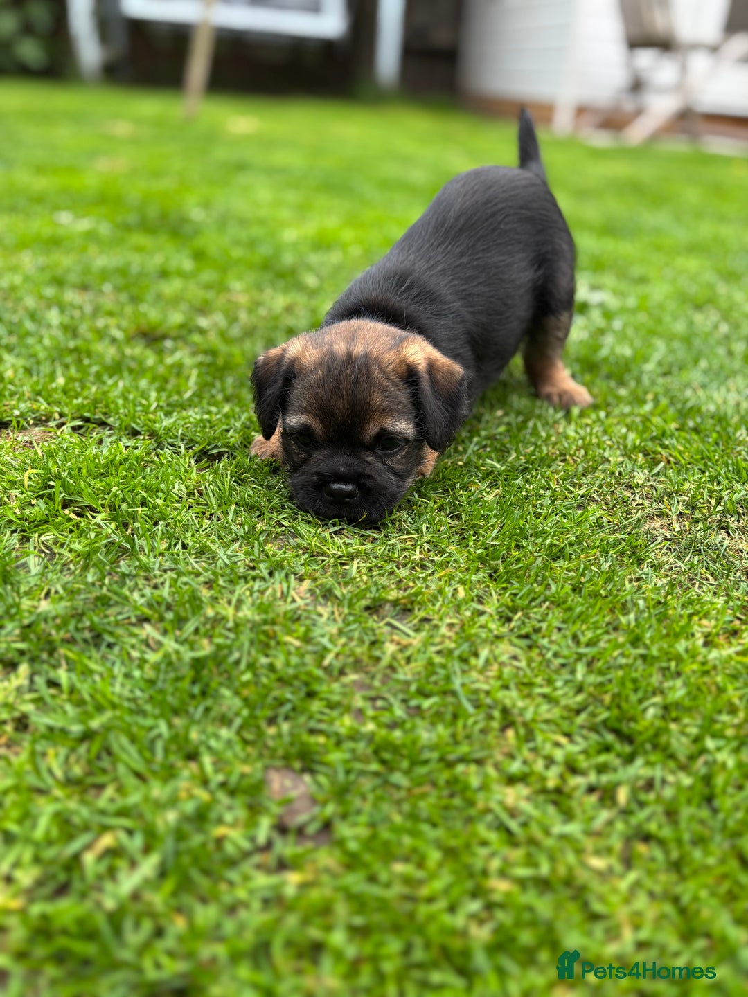 Border Terrier dogs for sale: BORDER TERRIER PUPPIES FOR SALE - Image 9