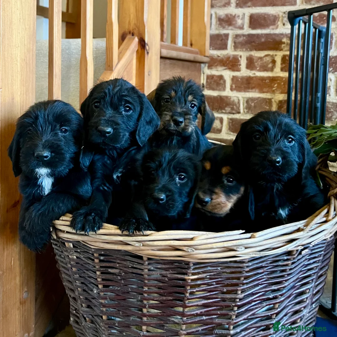 Mixed Breed dogs for sale: Brilliant Bold Working Cocker x Teckel Puppies! - Advert 3
