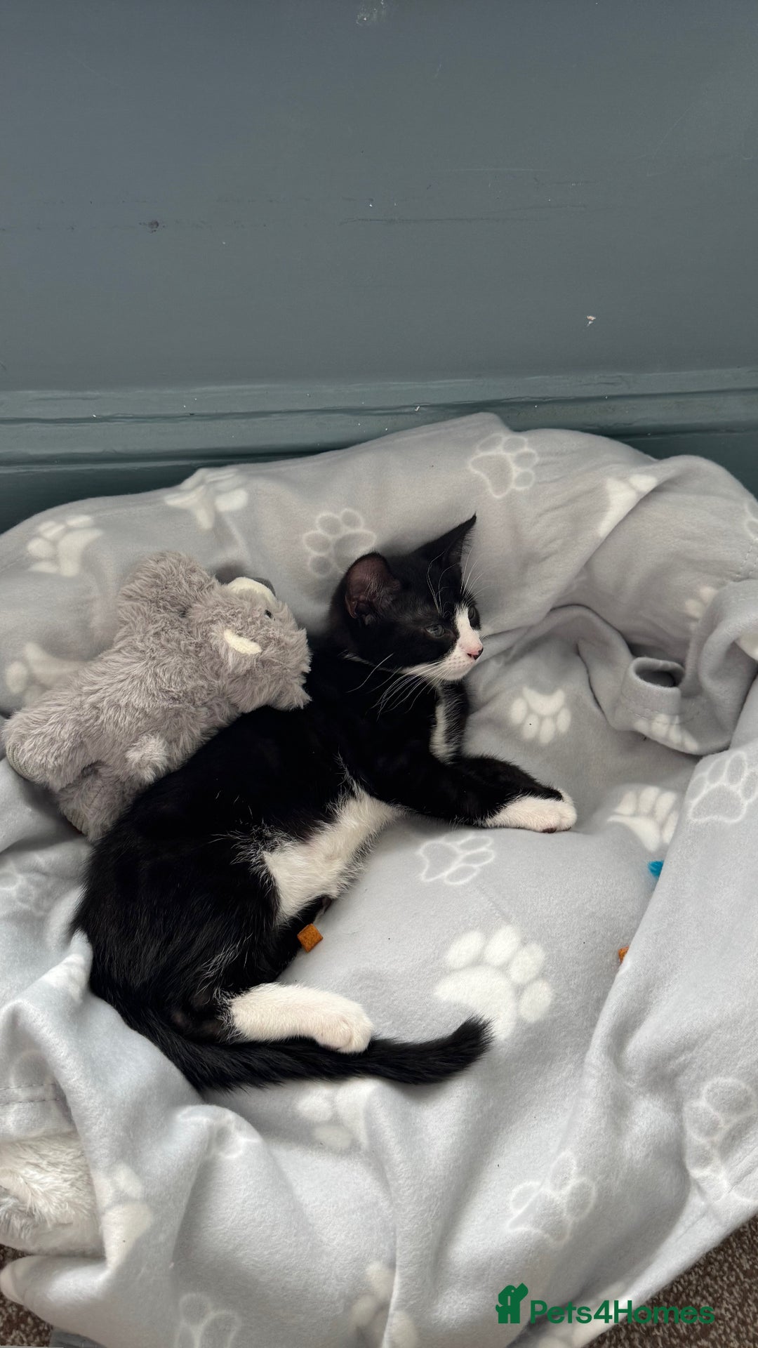 Mixed Breed cats for sale: Tuxedo male kitten  - Image 1
