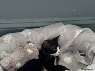 Mixed Breed cats - Advert 5