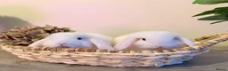Lionhead rabbits for sale: Minilop babies - Lilacs £110 white £80 - Advert 18