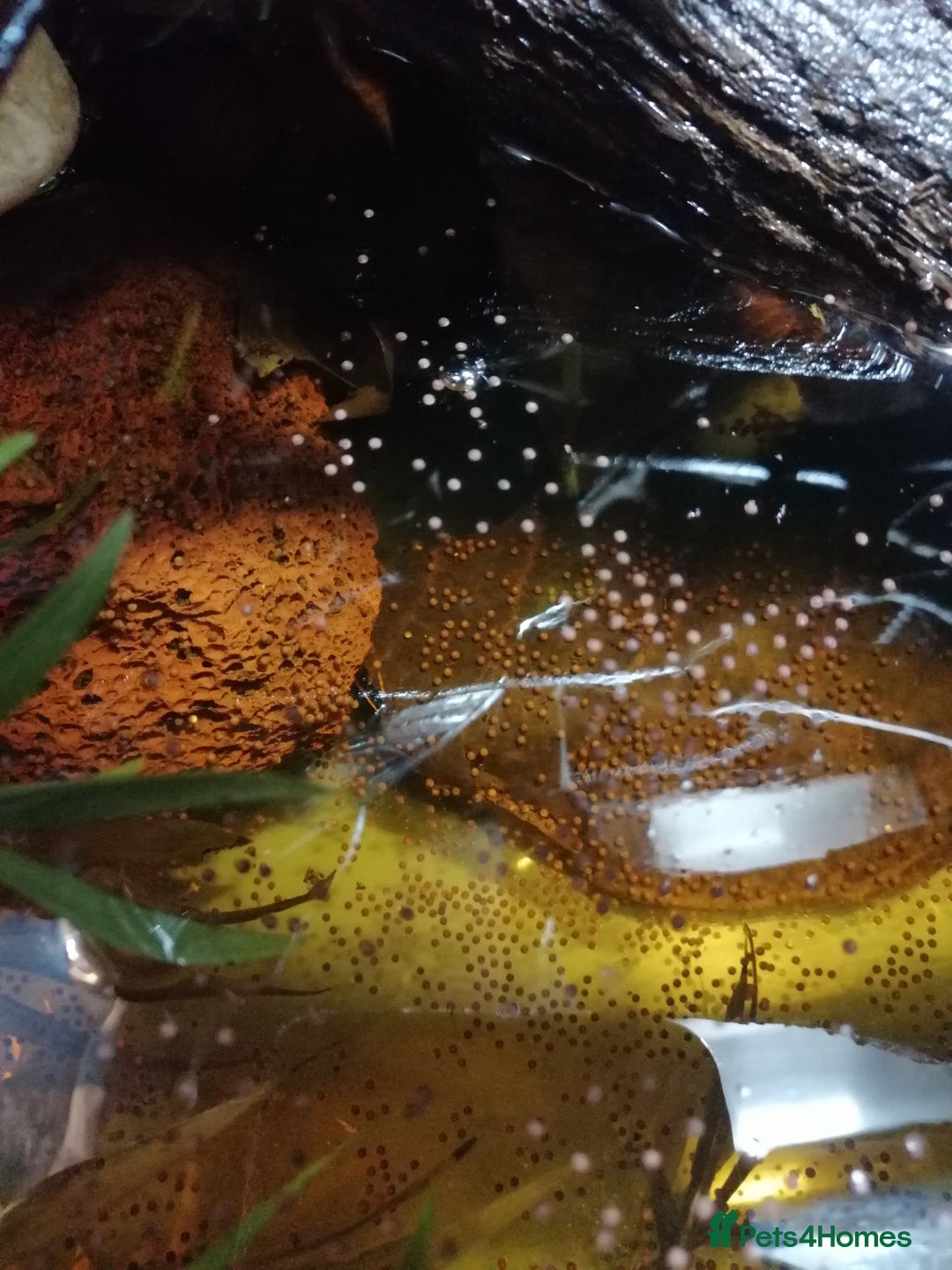Frog reptiles for sale: Whites tree frog tadpoles - Image 1