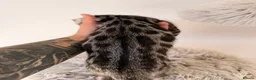 Bengal cats for sale: Exceptional Silver Bengal Kittens - Advert 5