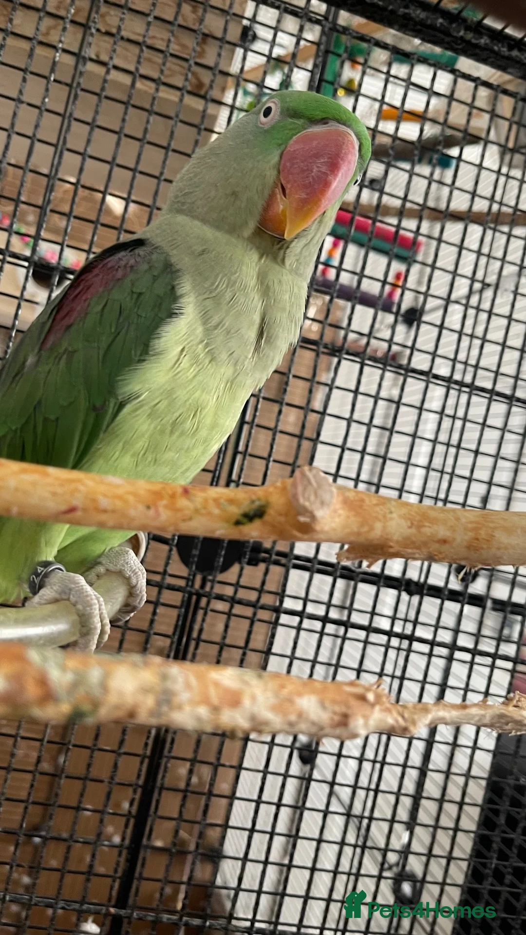 Parakeets birds for sale: Alexandrine Parakeet  in Birmingham - Advert 2
