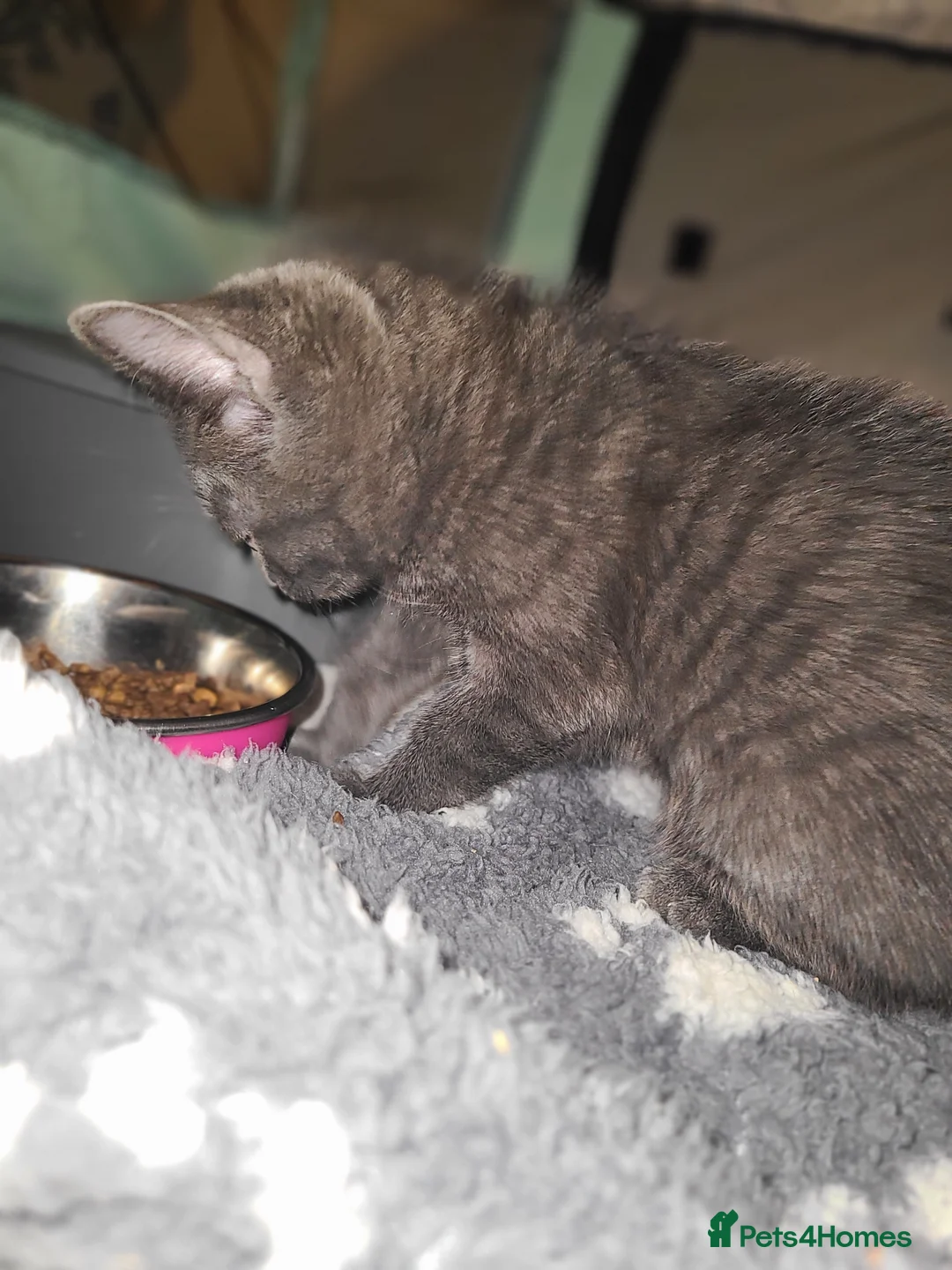 Mixed Breed cats for sale: Lilac girl kitten  - Advert 3
