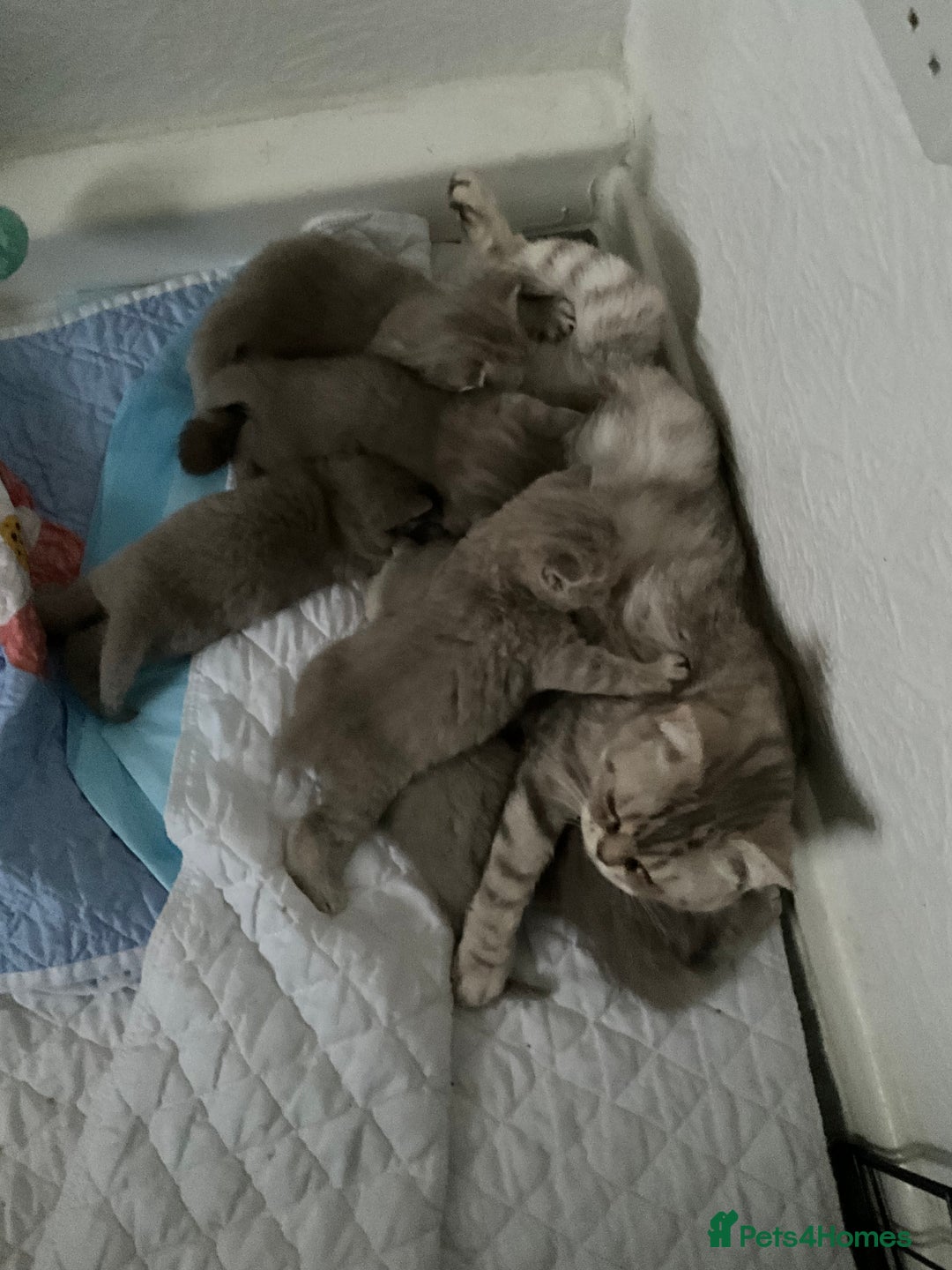 British Shorthair cats for sale: Purebred amazing BSH kittens - Advert 17