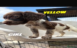 Cocker Spaniel dogs for sale: Cocker spaniel puppies  - Image 4