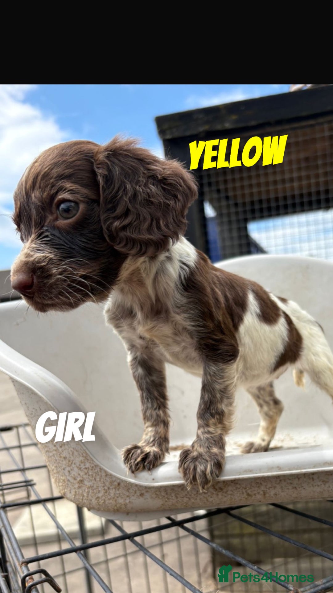Cocker Spaniel dogs for sale: Cocker spaniel puppies  - Image 4