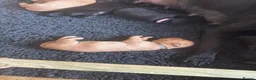 Labrador Retriever dogs for sale: Labrador puppies black and fox red for sale in Nottingham - Advert 14