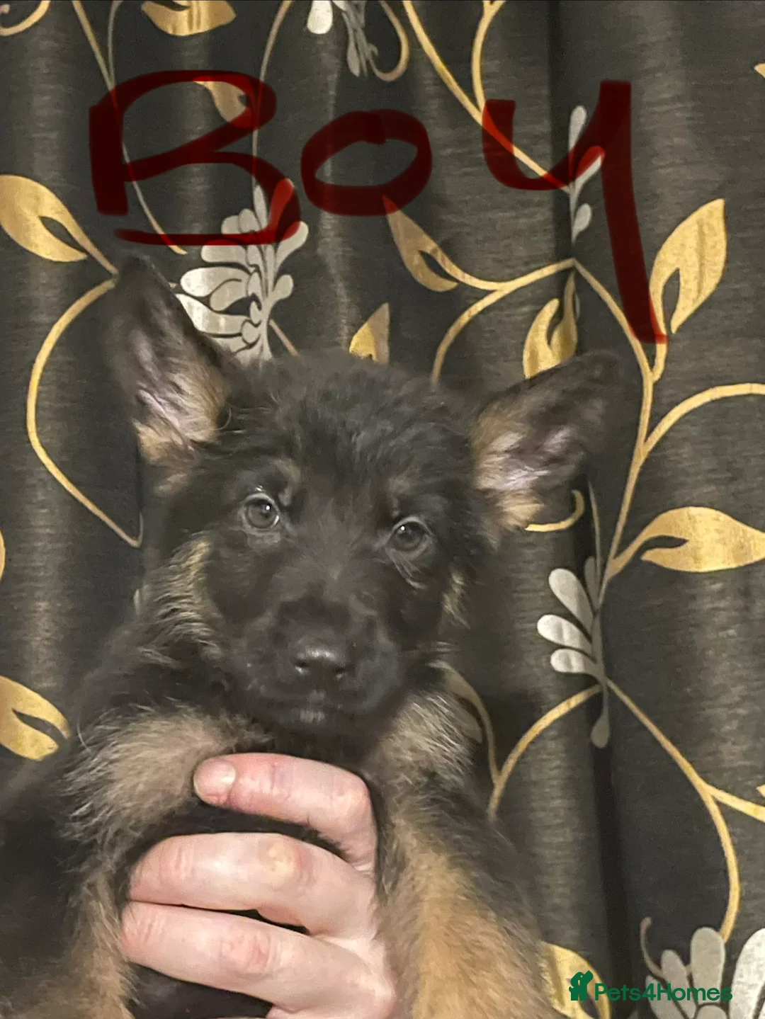 German Shepherd dogs for sale: German shepherd puppies ready now  in Sheffield - Advert 13