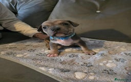 American Bully dogs for sale: Beautiful amarican pocket bullys  - Advert 7