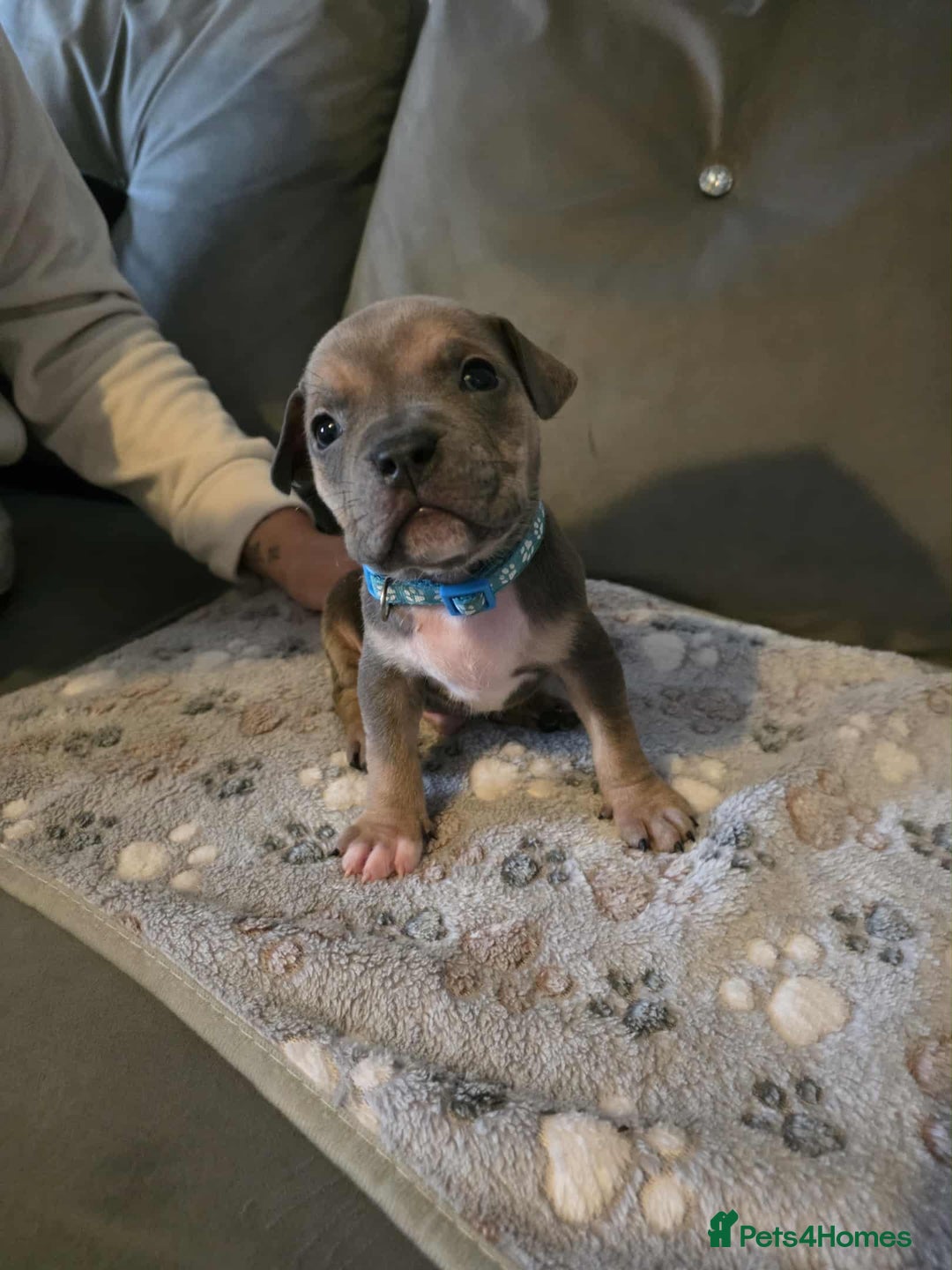 American Bully dogs for sale: Beautiful amarican pocket bullys  - Advert 7