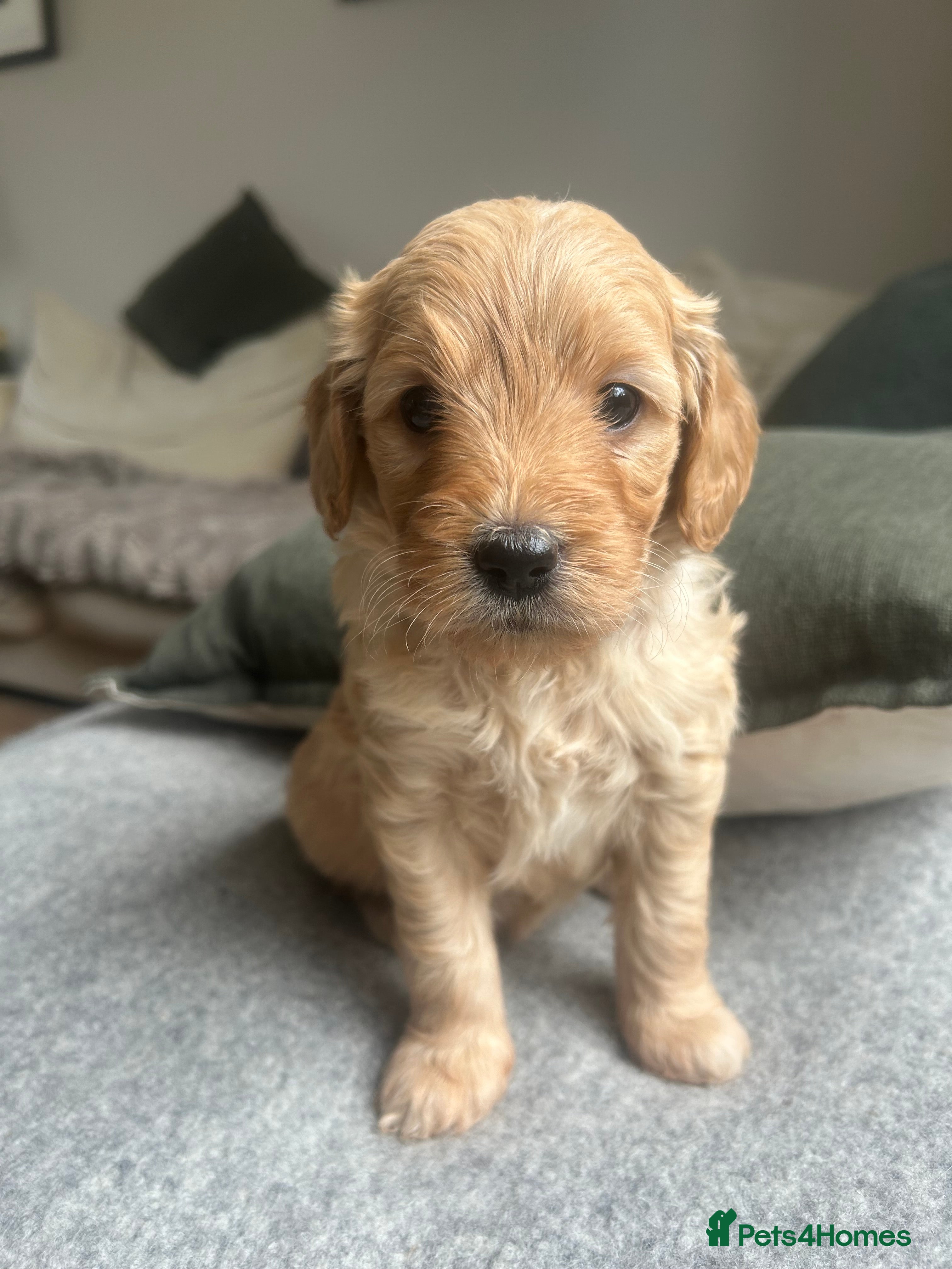 Mini Goldendoodle dogs F1 Mini Goldendoodle Puppies- Home Raised - Advert 2