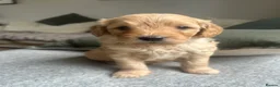 Mini Goldendoodle dogs for sale: F1 Mini Goldendoodle Puppies- ONE REMAINING   - Advert 15