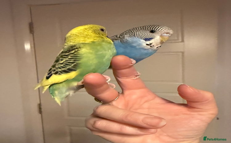 Budgerigars birds - Advert 2