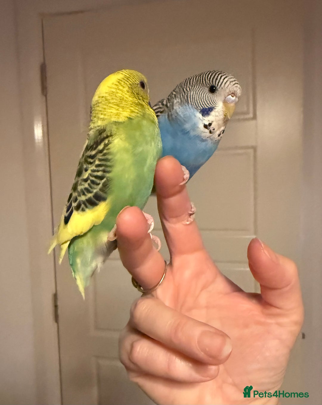 Budgerigars birds for sale: A pair of fully tamed budgies  £65 for both      - Image 1