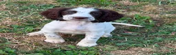 Sprocker dogs for sale: Sprocker puppies for sale  - Advert 3