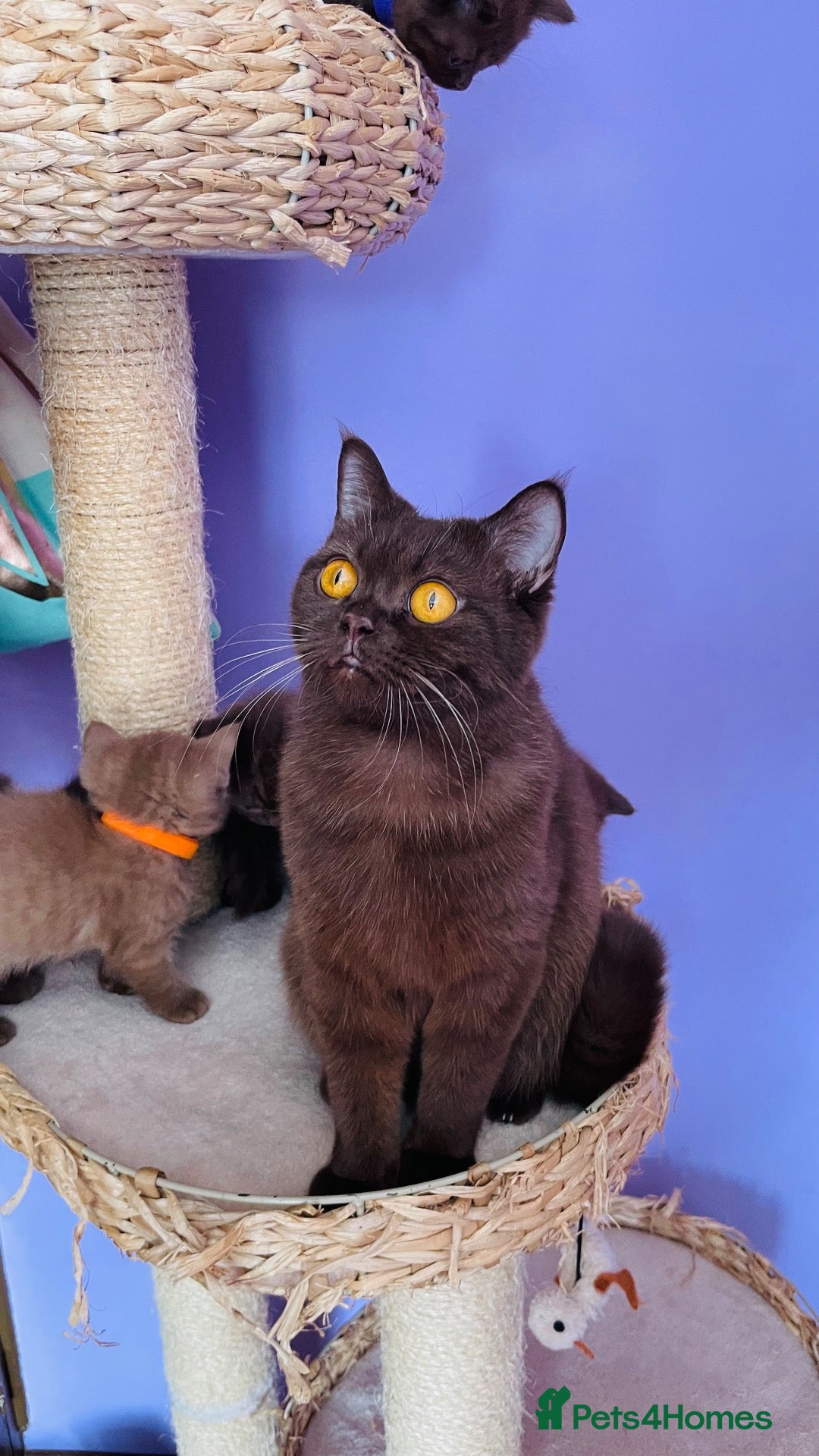 British Shorthair cats Beautiful chocolate/cinnamon BSH boys - Advert 1