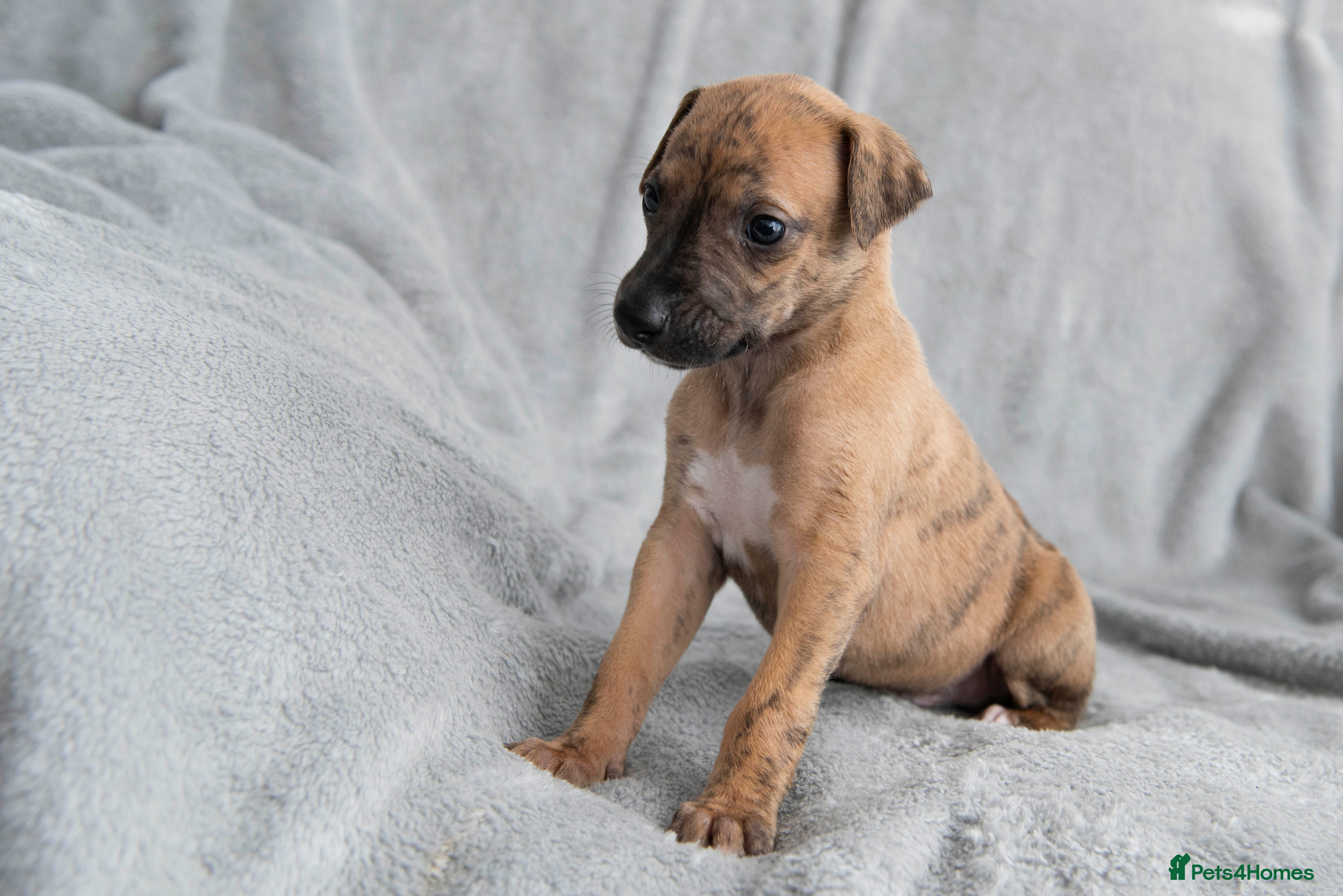 Whippet dogs 2 BRACKENSWIFT PUPPIES AVAILABLE  - Advert 2