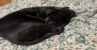 Mixed Breed dogs Beautiful boy  - Advert 15