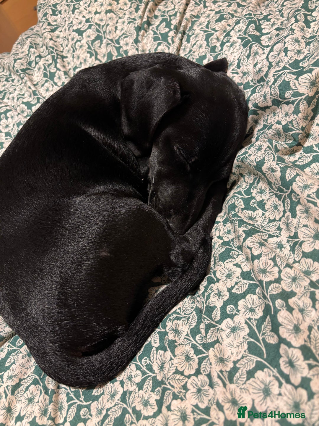 Mixed Breed dogs for sale: Beautiful boy  - Image 6