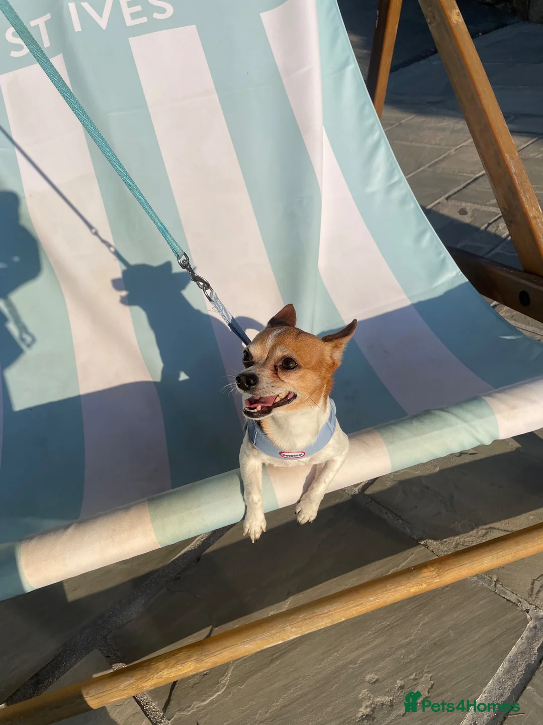 Chihuahua dogs for stud: TEDDY. 3/4 chihuahua X 1/4 jack Russell in Bilston - Advert 1