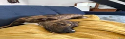 Lurcher dogs for sale: 11 month old lurcher  Zeeke - Advert 8